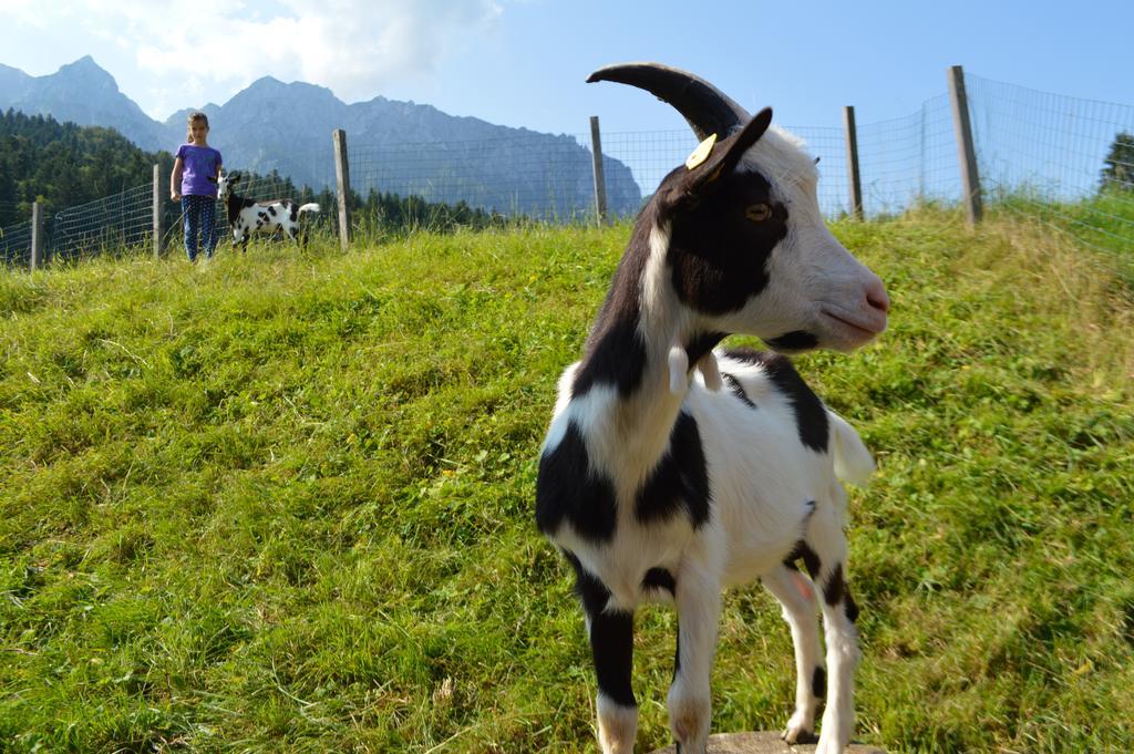 Landgasthof Ledererwirt Ebbs Ngoại thất bức ảnh