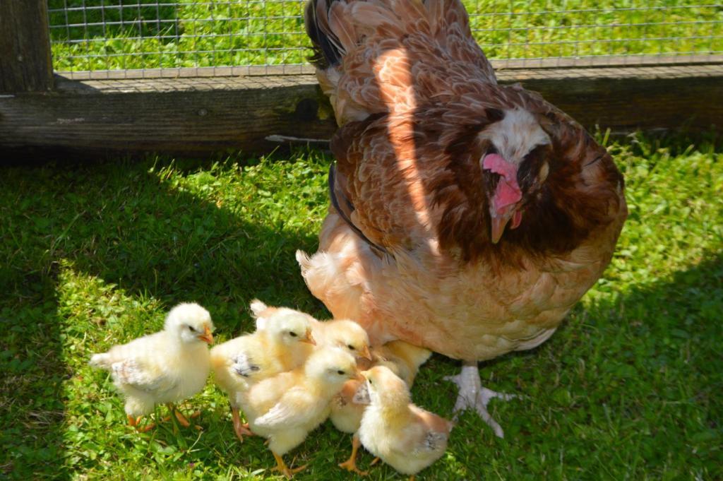 Landgasthof Ledererwirt Ebbs Ngoại thất bức ảnh